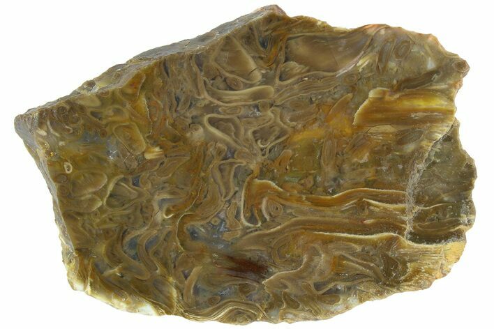 Polished, Jurassic Petrified Tree Fern (Osmunda) Slab - Australia #185180